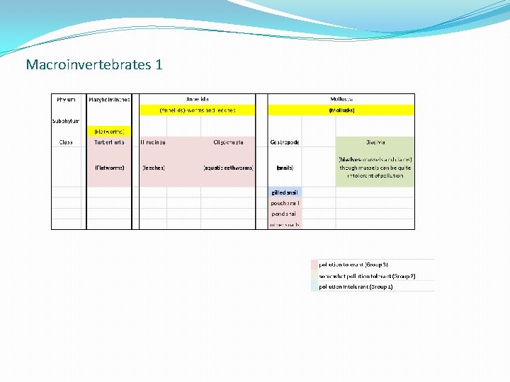 Macroinvertebrates 1 Macroinvertebrates 1