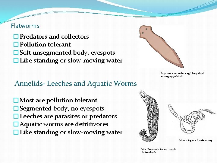 Flatworms �Predators and collectors �Pollution tolerant �Soft unsegmented body, eyespots �Like standing or slow-moving Flatworms �Predators and collectors �Pollution tolerant �Soft unsegmented body, eyespots �Like standing or slow-moving