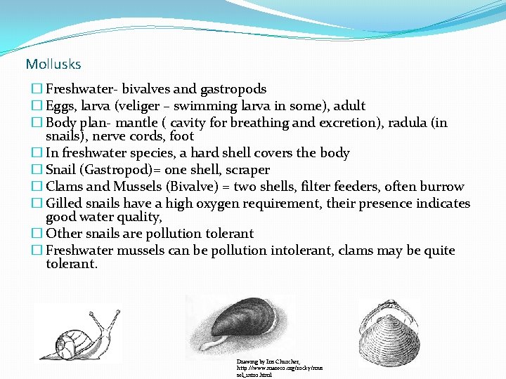 Mollusks � Freshwater- bivalves and gastropods � Eggs, larva (veliger – swimming larva in Mollusks � Freshwater- bivalves and gastropods � Eggs, larva (veliger – swimming larva in