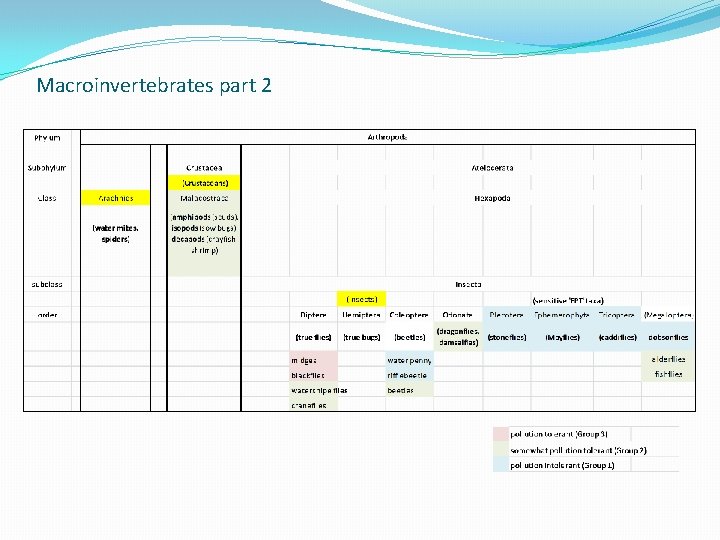Macroinvertebrates part 2 Macroinvertebrates part 2