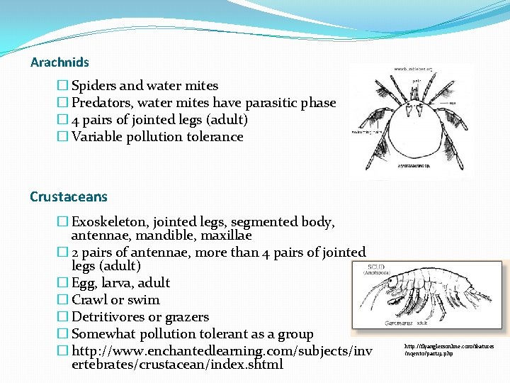 Arachnids � Spiders and water mites � Predators, water mites have parasitic phase � Arachnids � Spiders and water mites � Predators, water mites have parasitic phase �