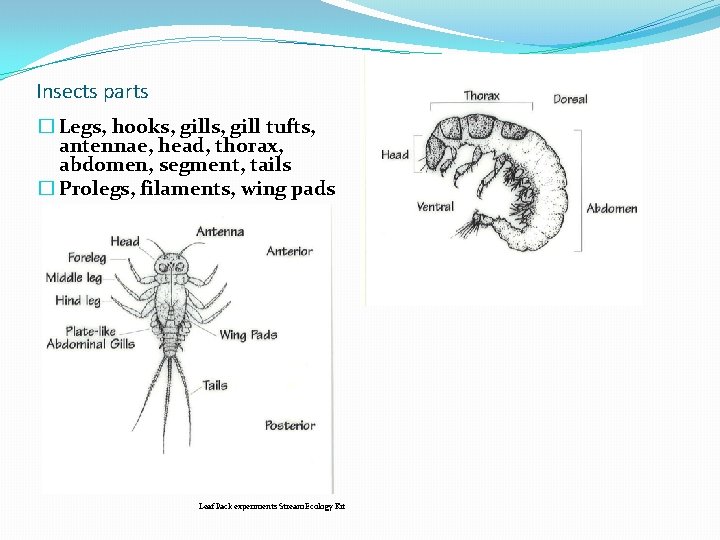 Insects parts � Legs, hooks, gill tufts, antennae, head, thorax, abdomen, segment, tails � Insects parts � Legs, hooks, gill tufts, antennae, head, thorax, abdomen, segment, tails �