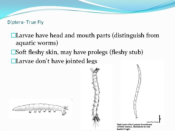 Diptera- True Fly �Larvae have head and mouth parts (distinguish from aquatic worms) �Soft Diptera- True Fly �Larvae have head and mouth parts (distinguish from aquatic worms) �Soft