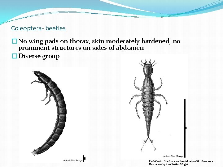 Coleoptera- beetles �No wing pads on thorax, skin moderately hardened, no prominent structures on Coleoptera- beetles �No wing pads on thorax, skin moderately hardened, no prominent structures on