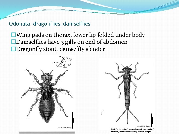Odonata- dragonflies, damselflies �Wing pads on thorax, lower lip folded under body �Damselflies have Odonata- dragonflies, damselflies �Wing pads on thorax, lower lip folded under body �Damselflies have
