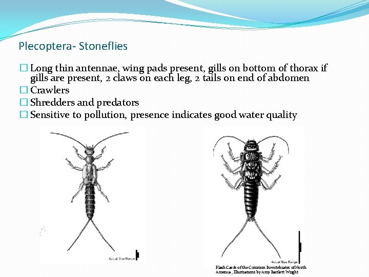 Plecoptera- Stoneflies � Long thin antennae, wing pads present, gills on bottom of thorax Plecoptera- Stoneflies � Long thin antennae, wing pads present, gills on bottom of thorax