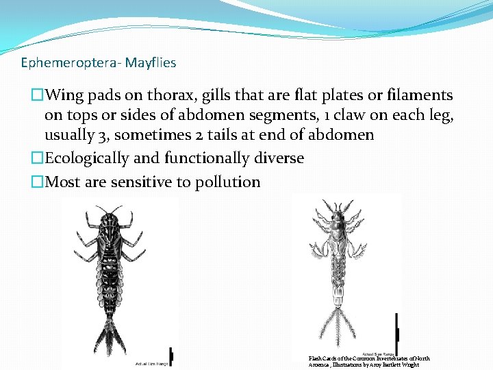 Ephemeroptera- Mayflies �Wing pads on thorax, gills that are flat plates or filaments on Ephemeroptera- Mayflies �Wing pads on thorax, gills that are flat plates or filaments on