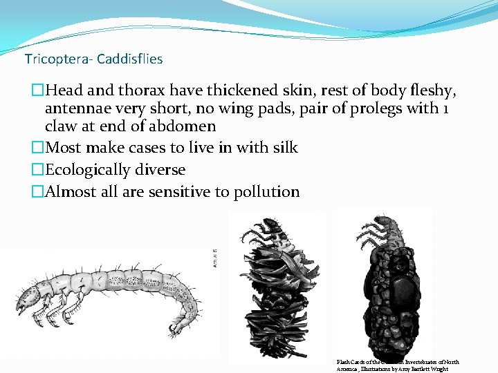 Tricoptera- Caddisflies �Head and thorax have thickened skin, rest of body fleshy, antennae very Tricoptera- Caddisflies �Head and thorax have thickened skin, rest of body fleshy, antennae very