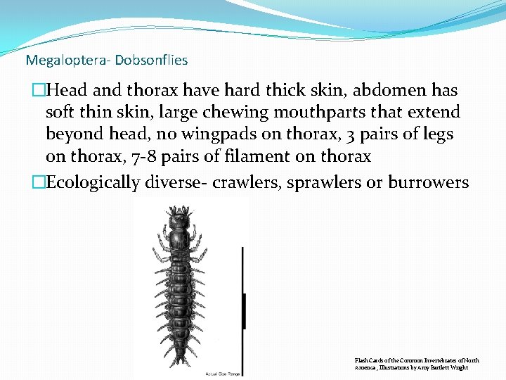 Megaloptera- Dobsonflies �Head and thorax have hard thick skin, abdomen has soft thin skin, Megaloptera- Dobsonflies �Head and thorax have hard thick skin, abdomen has soft thin skin,