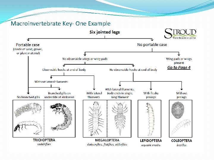 Macroinvertebrate Key- One Example Macroinvertebrate Key- One Example
