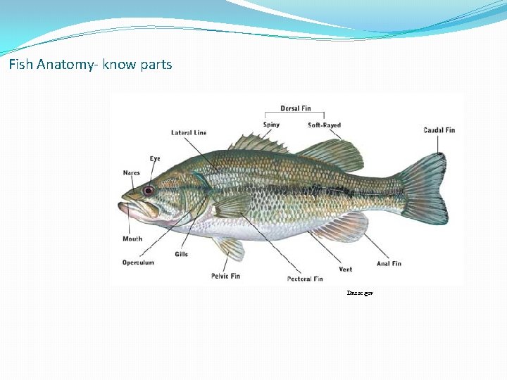 Fish Anatomy- know parts Dnr. sc. gov Fish Anatomy- know parts Dnr. sc. gov