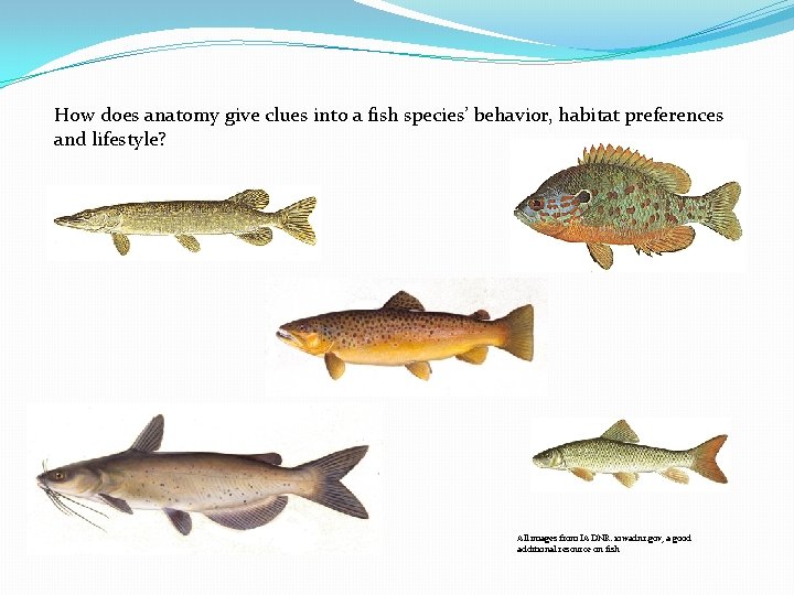 How does anatomy give clues into a fish species’ behavior, habitat preferences and lifestyle? How does anatomy give clues into a fish species’ behavior, habitat preferences and lifestyle?