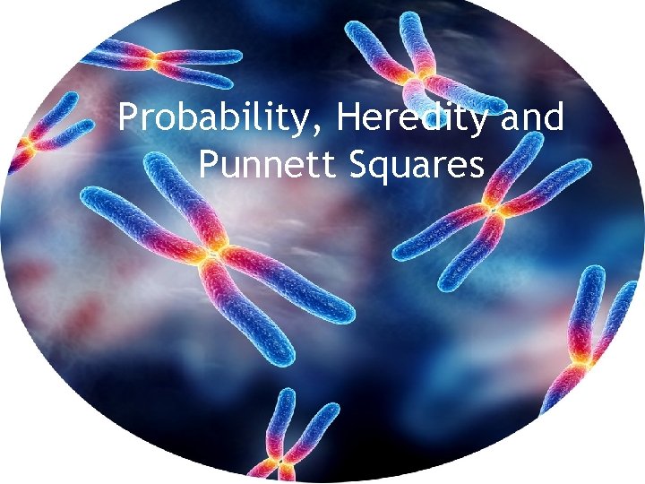 Probability, Heredity and Punnett Squares 