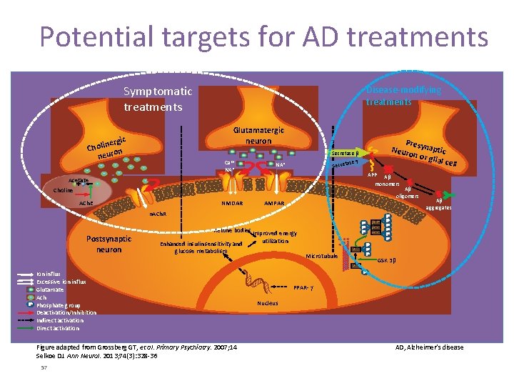 Potential targets for AD treatments Symptomatic treatments Disease-modifying treatments Glutamatergic neuron c nergi i