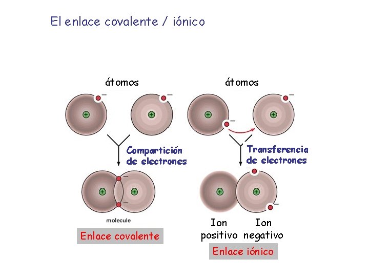 El enlace covalente / iónico átomos Compartición de electrones Enlace covalente átomos Transferencia de