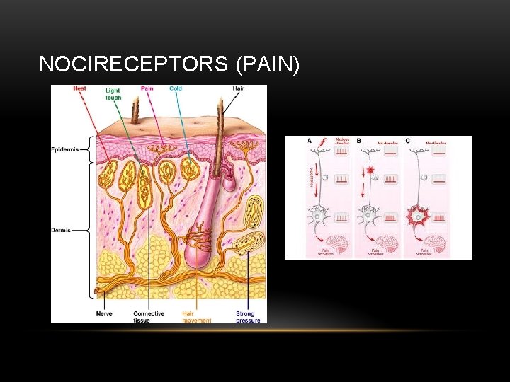 NOCIRECEPTORS (PAIN) 