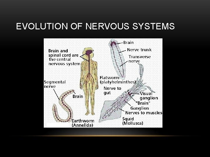 EVOLUTION OF NERVOUS SYSTEMS 
