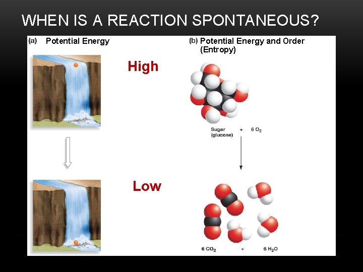 WHEN IS A REACTION SPONTANEOUS? EPotential Energy and Order (Entropy) High potential energy, more