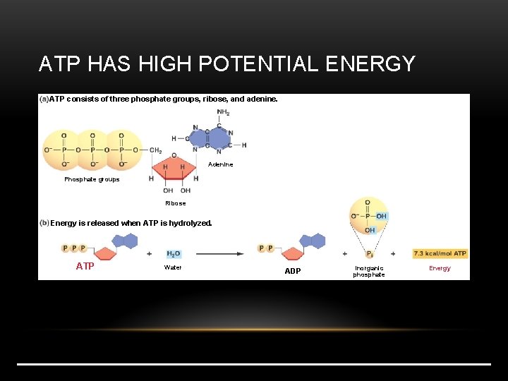 ATP HAS HIGH POTENTIAL ENERGY ATP consists of three phosphate groups, ribose, and adenine.