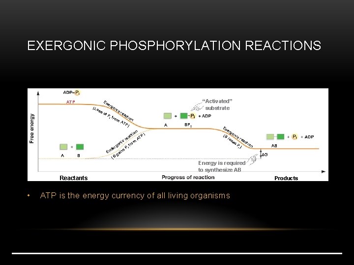 EXERGONIC PHOSPHORYLATION REACTIONS er g (Lo ss on of P i ic fro m