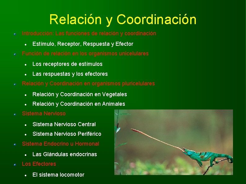 Relación y Coordinación Introducción: Las funciones de relación y coordinación Estímulo, Receptor, Respuesta y