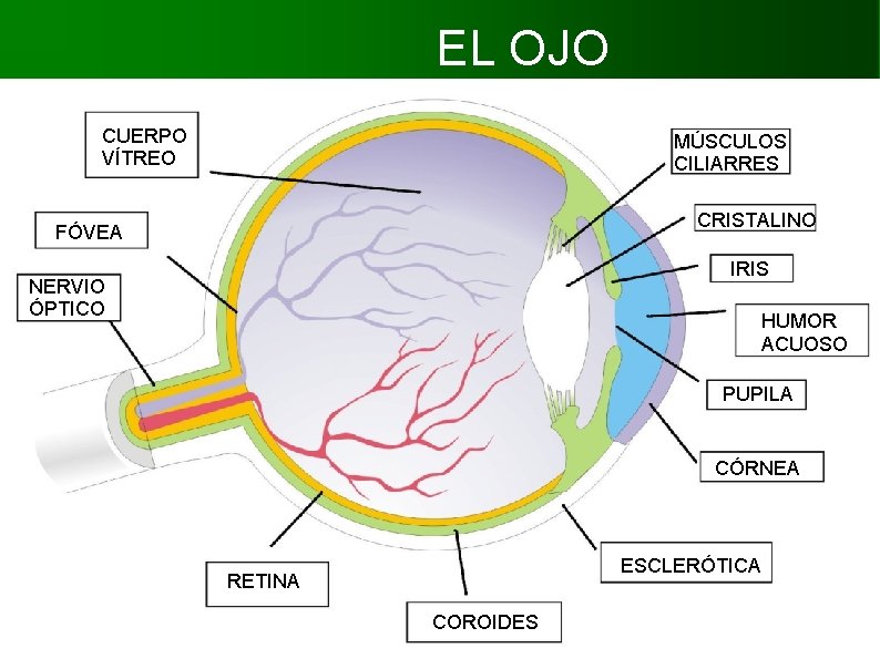 EL OJO CUERPO VÍTREO MÚSCULOS CILIARRES CRISTALINO FÓVEA IRIS NERVIO ÓPTICO HUMOR ACUOSO PUPILA