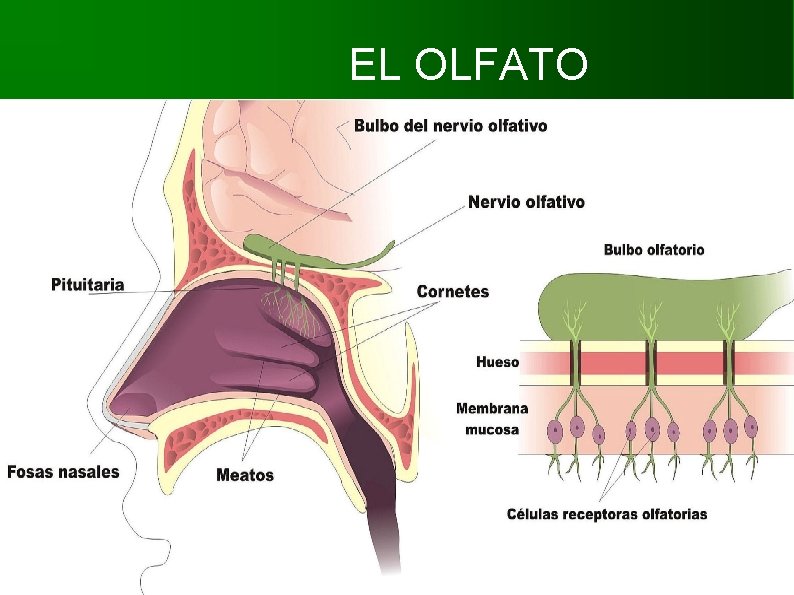 EL OLFATO RECUERDA: Los receptores olfativos (quimirreceptores) no siempre se encuentran localizados en las