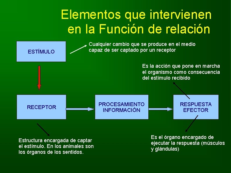 Elementos que intervienen en la Función de relación ESTÍMULO Cualquier cambio que se produce