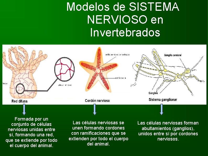 Modelos de SISTEMA NERVIOSO en Invertebrados Formada por un conjunto de células nerviosas unidas