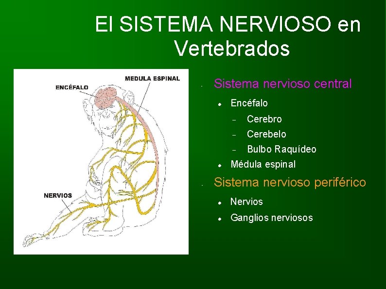 El SISTEMA NERVIOSO en Vertebrados • Sistema nervioso central • Encéfalo Cerebro Cerebelo Bulbo