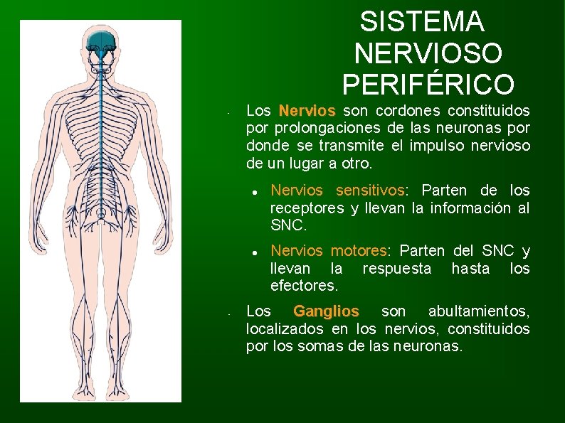 SISTEMA NERVIOSO PERIFÉRICO • Los Nervios son cordones constituidos por prolongaciones de las neuronas