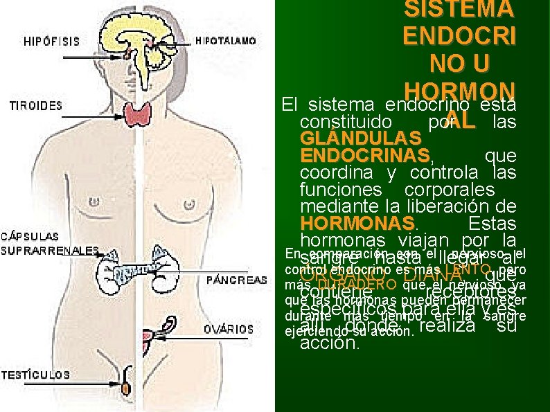 SISTEMA ENDOCRI NO U HORMON El sistema endocrino está AL las constituido por GLÁNDULAS