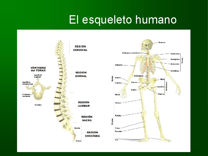 El esqueleto humano 