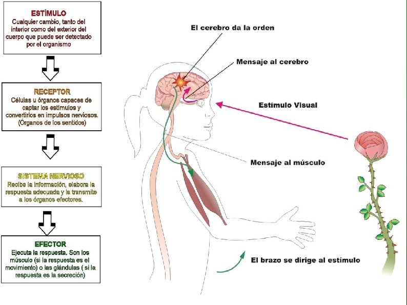 EJEMPLO 