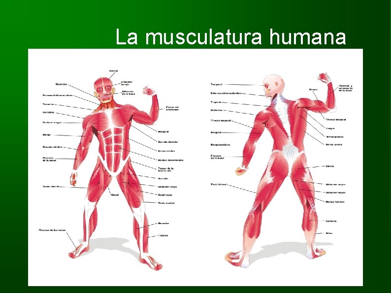 La musculatura humana 