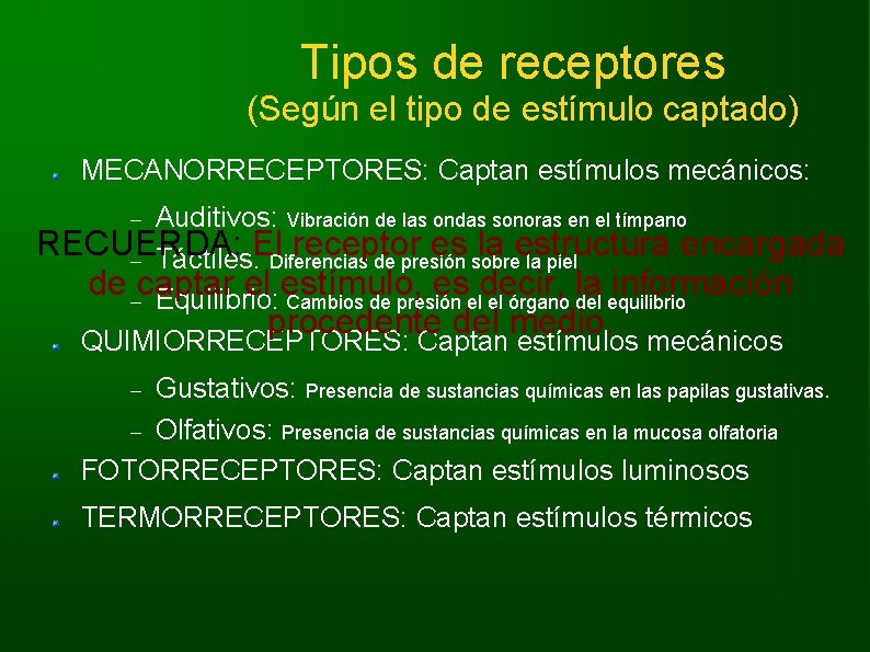 Tipos de receptores (Según el tipo de estímulo captado) MECANORRECEPTORES: Captan estímulos mecánicos: Auditivos: