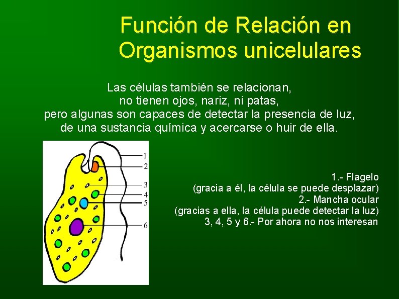 Función de Relación en Organismos unicelulares Las células también se relacionan, no tienen ojos,