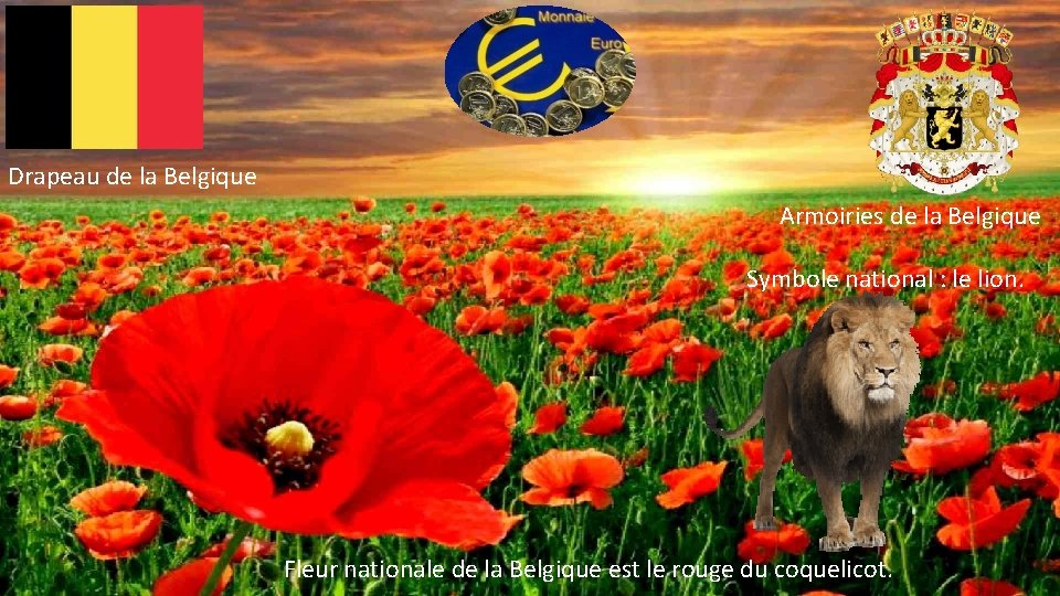 Drapeau de la Belgique Armoiries de la Belgique Symbole national : le lion. Fleur