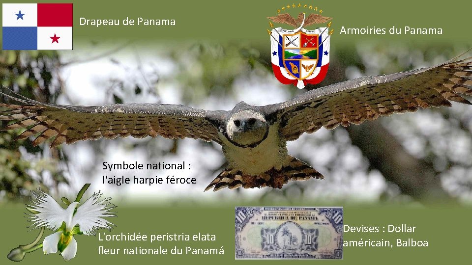 Drapeau de Panama Armoiries du Panama Symbole national : l'aigle harpie féroce L'orchidée peristria