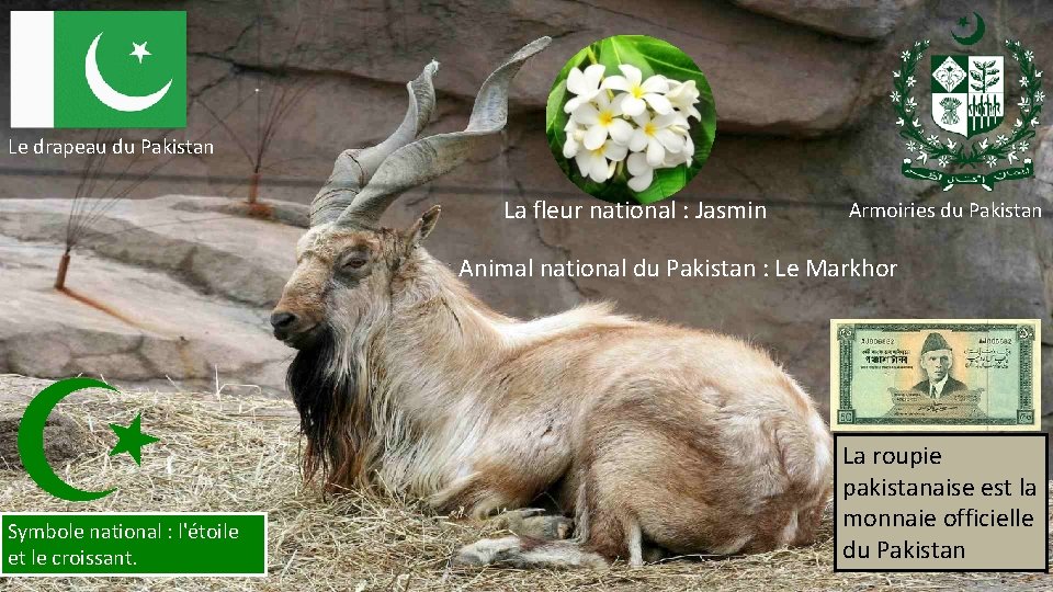 Le drapeau du Pakistan La fleur national : Jasmin Armoiries du Pakistan Animal national