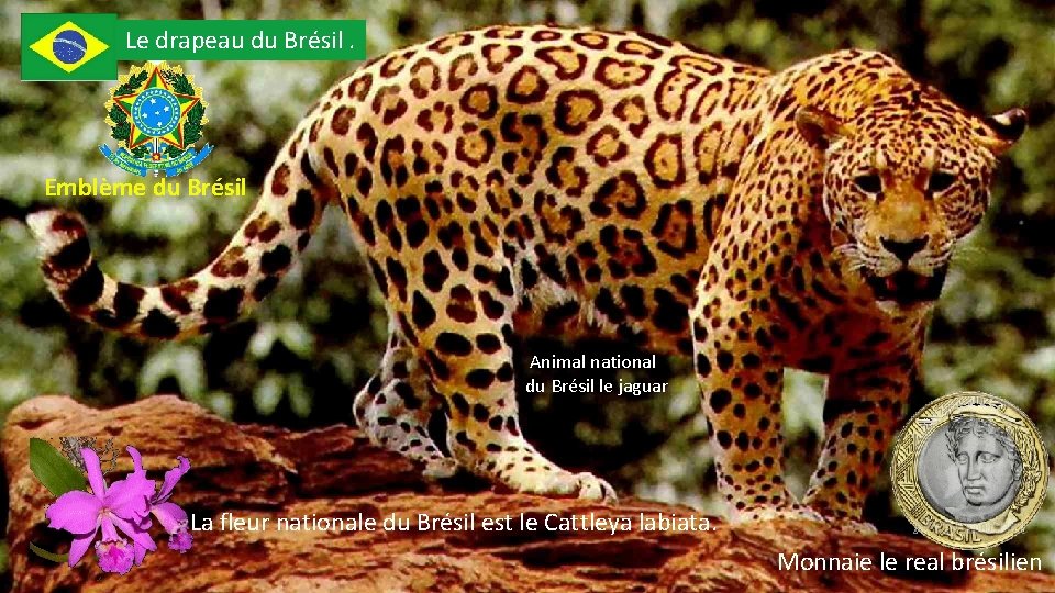 Le drapeau du Brésil. Emblème du Brésil Animal national du Brésil le jaguar La