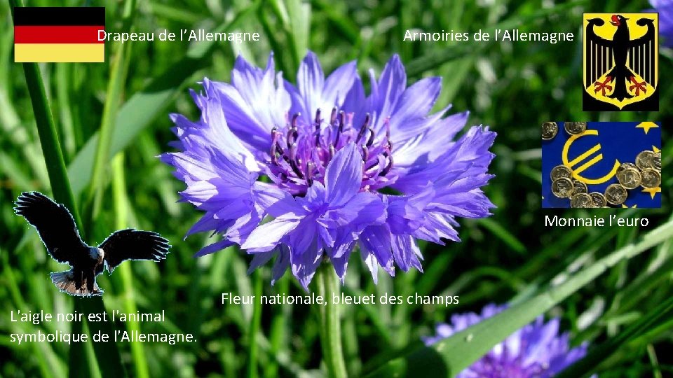 Drapeau de l’Allemagne Armoiries de l’Allemagne Monnaie l’euro L'aigle noir est l'animal symbolique de