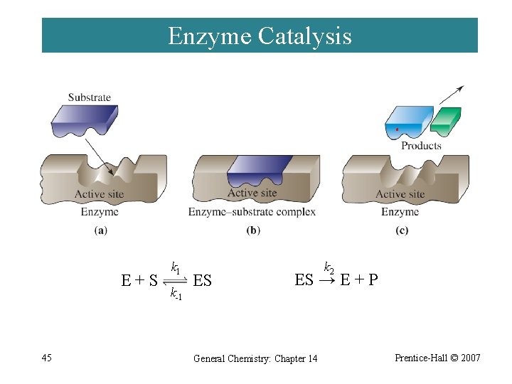 Enzyme Catalysis E+S 45 k 1 k-1 ES k 2 ES → E +