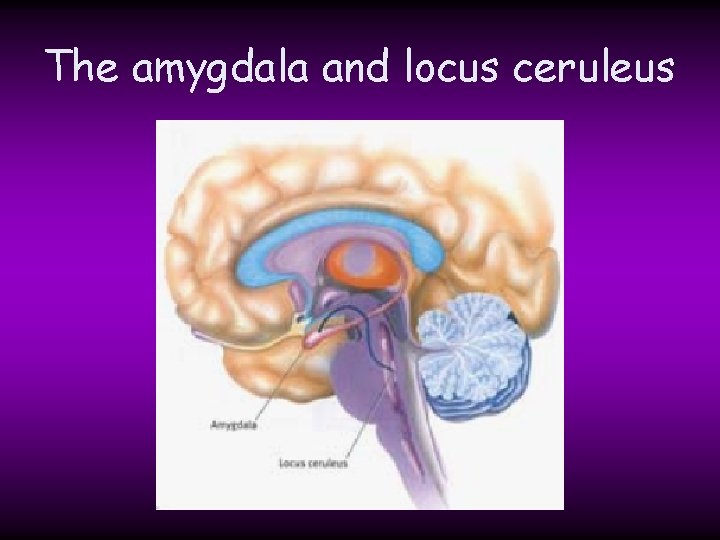 The amygdala and locus ceruleus The amygdala and locus ceruleus