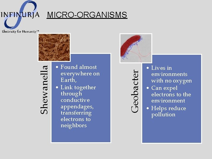  • Found almost everywhere on Earth, • Link together through conductive appendages, transferring