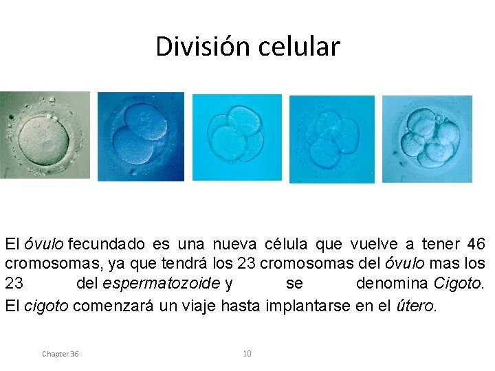 División celular El óvulo fecundado es una nueva célula que vuelve a tener 46