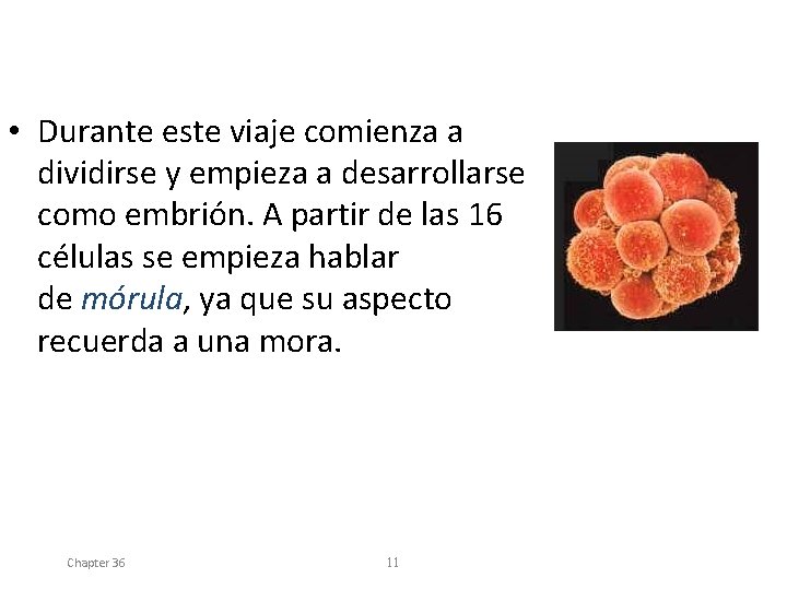  • Durante este viaje comienza a dividirse y empieza a desarrollarse como embrión.