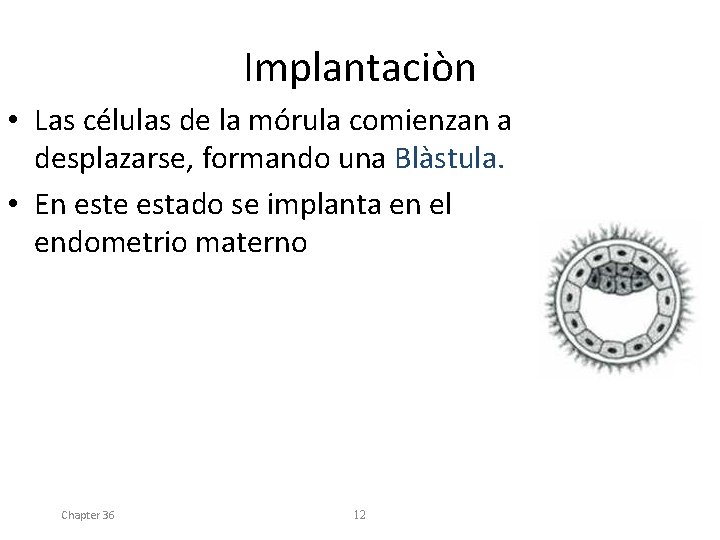 Implantaciòn • Las células de la mórula comienzan a desplazarse, formando una Blàstula. •