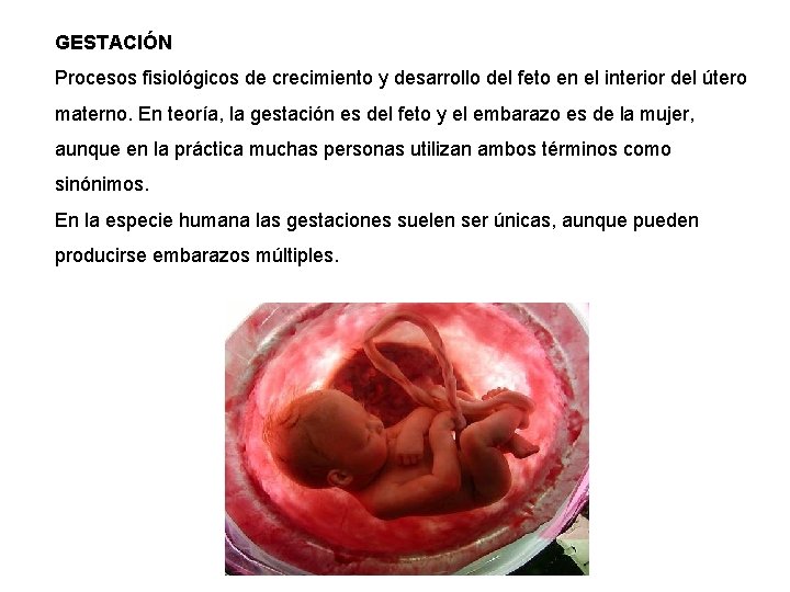 GESTACIÓN Procesos fisiológicos de crecimiento y desarrollo del feto en el interior del útero