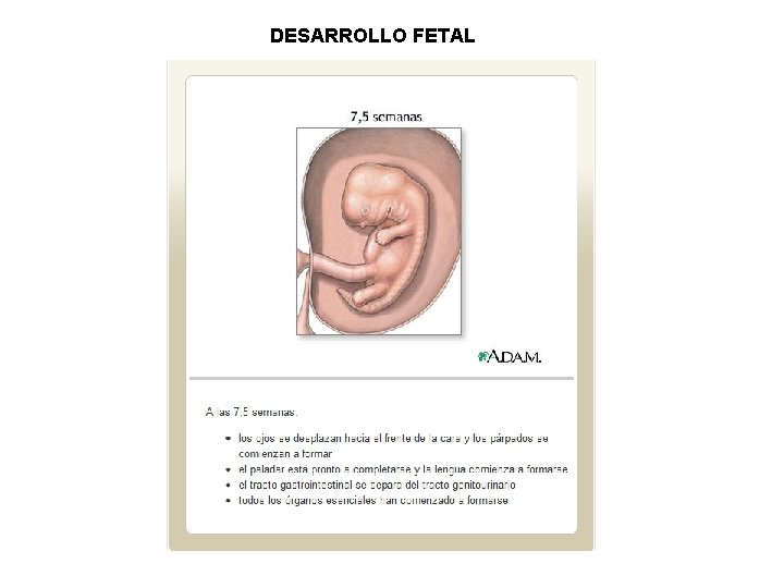 DESARROLLO FETAL 